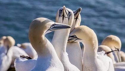 开云体育官网入口-富勒姆客场战平，争取保级可能性，富勒姆现任主帅