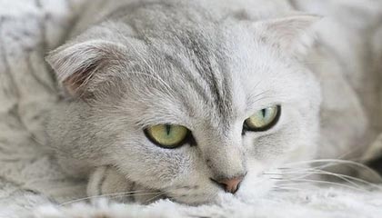 开云体育官网入口-富勒姆客场战平，争取保级可能性，富勒姆现任主帅